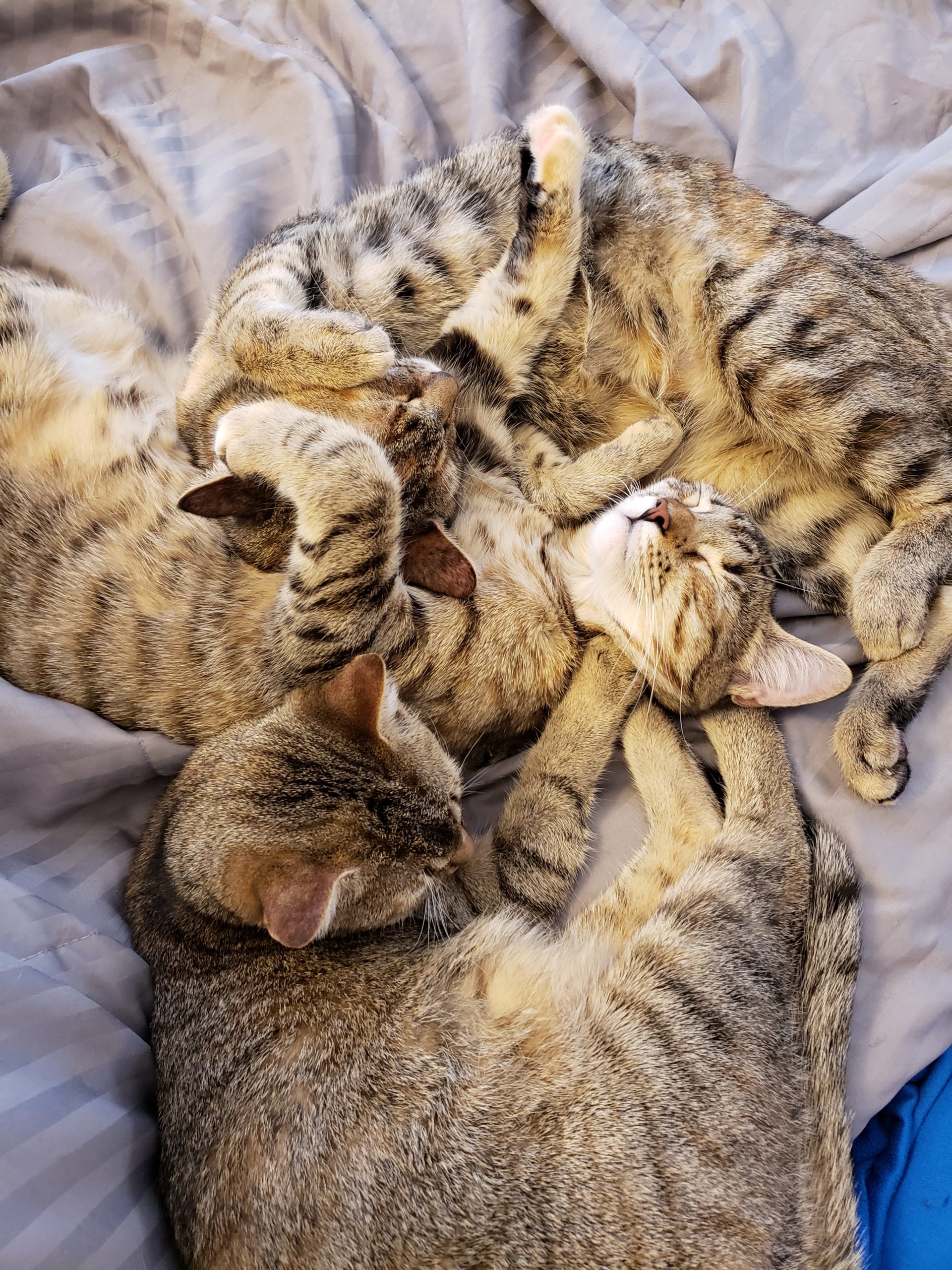 Three Sweet Sisters