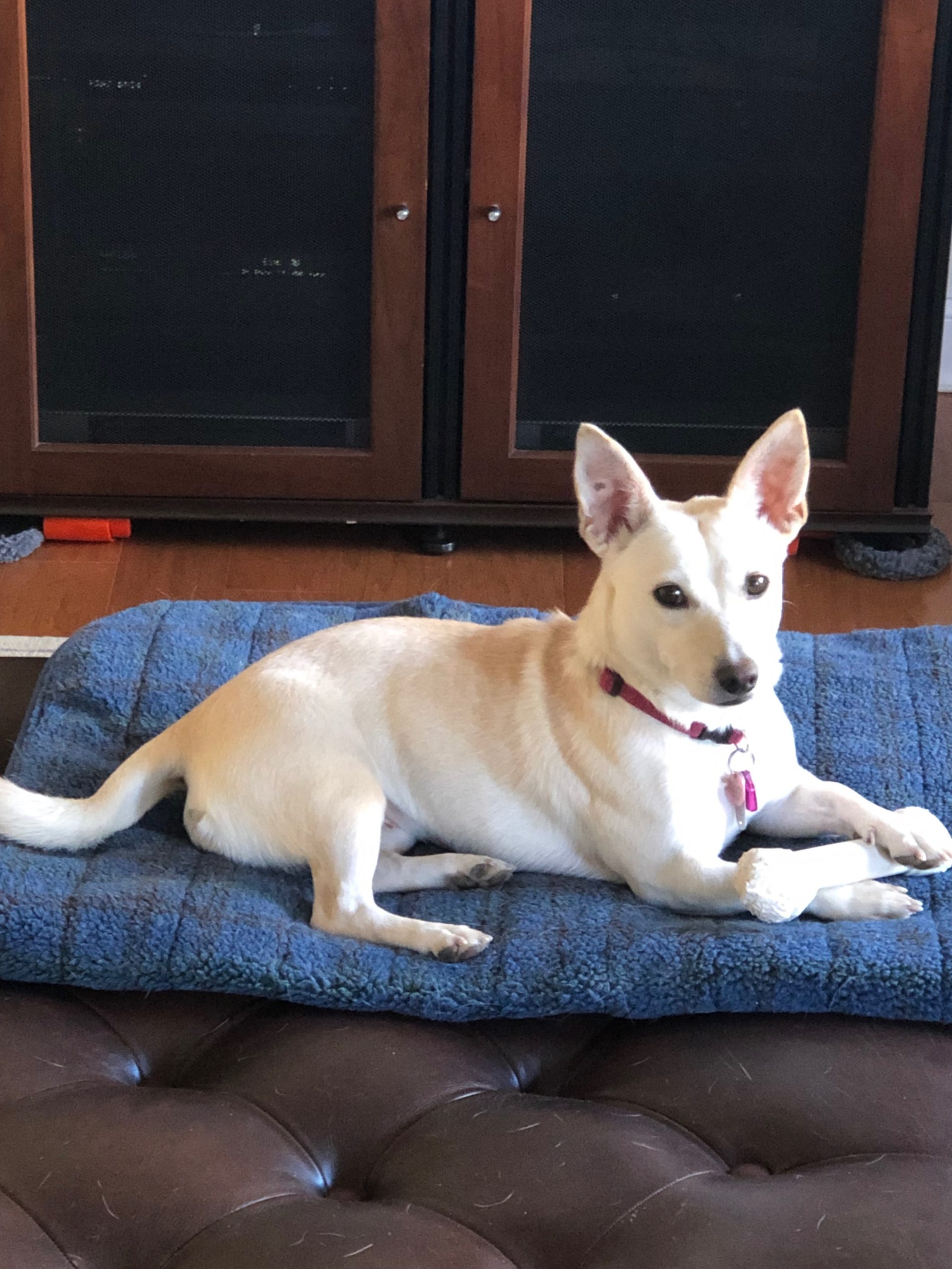 Dulcie