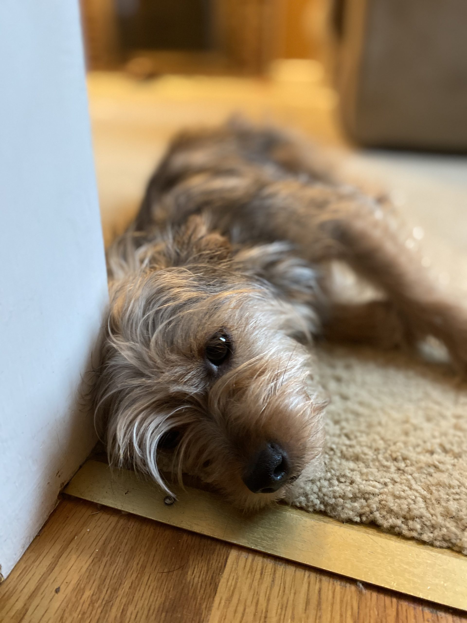 Hollis (now named Lily) has a new forever home
