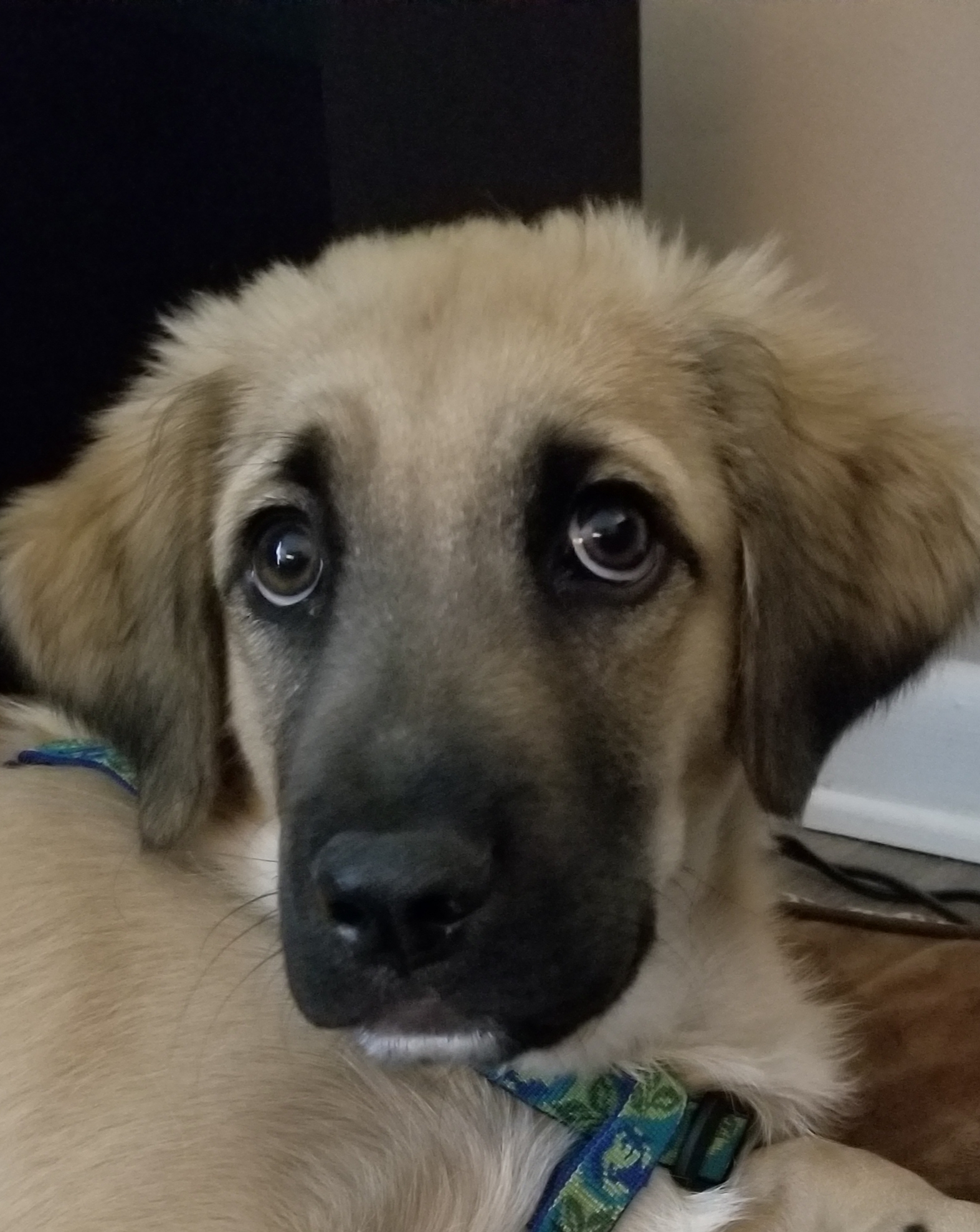 Mr. Pippin joins the family