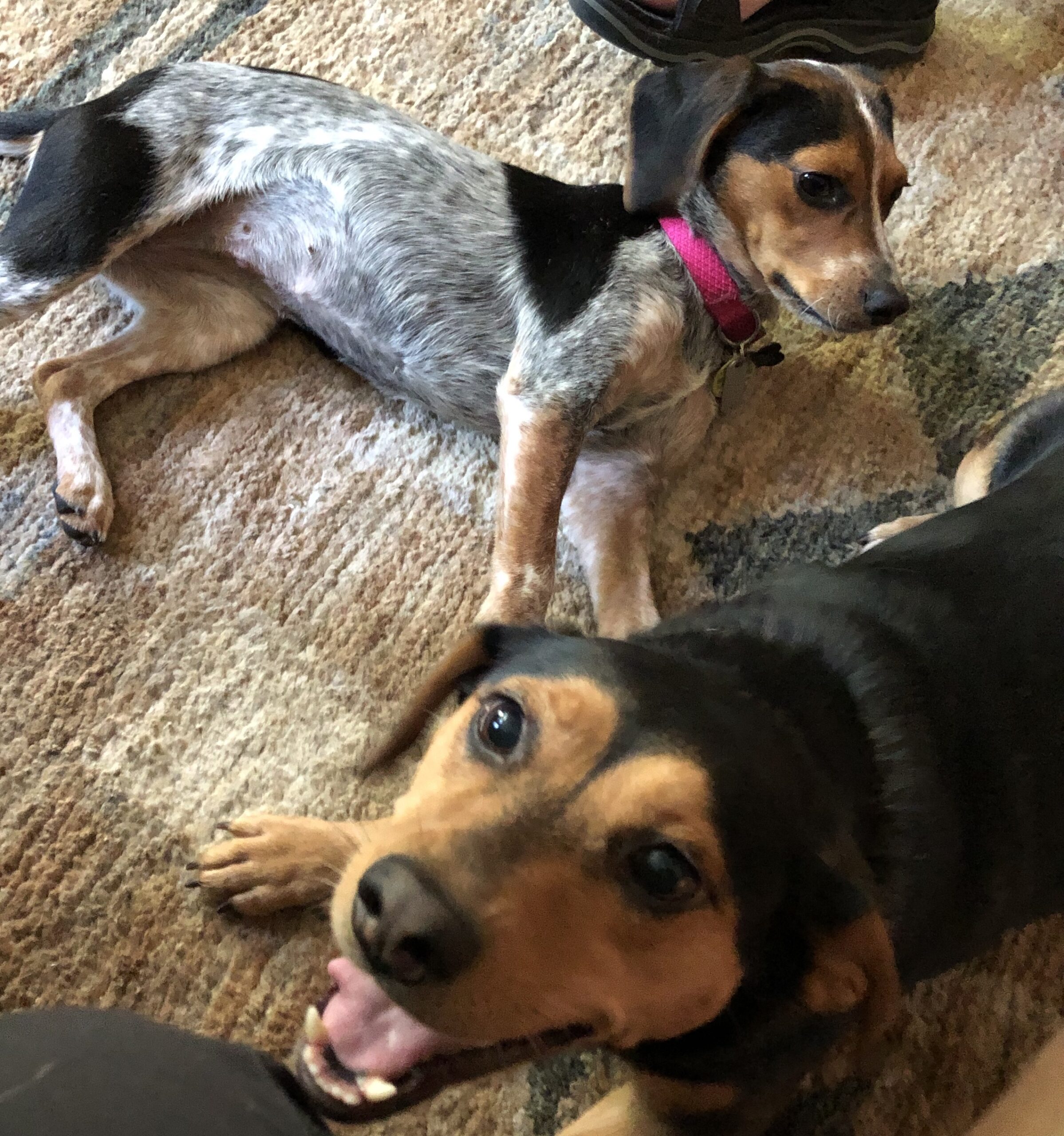 Audie and Piper