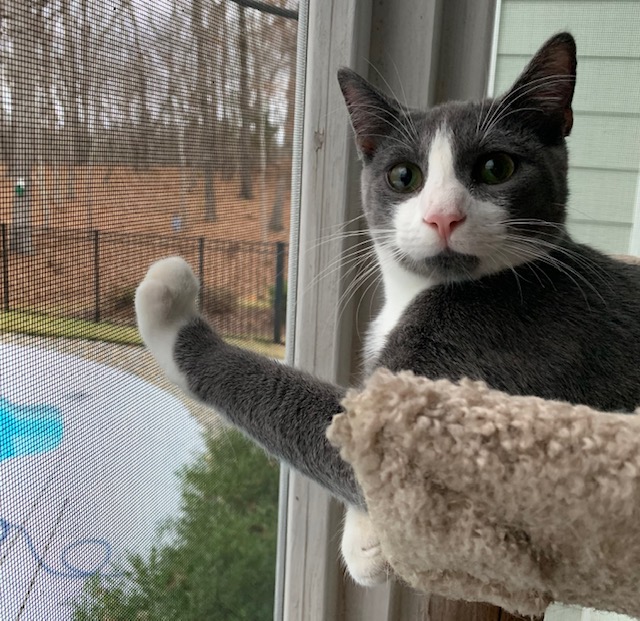 Murphy a.k.a. little wild man