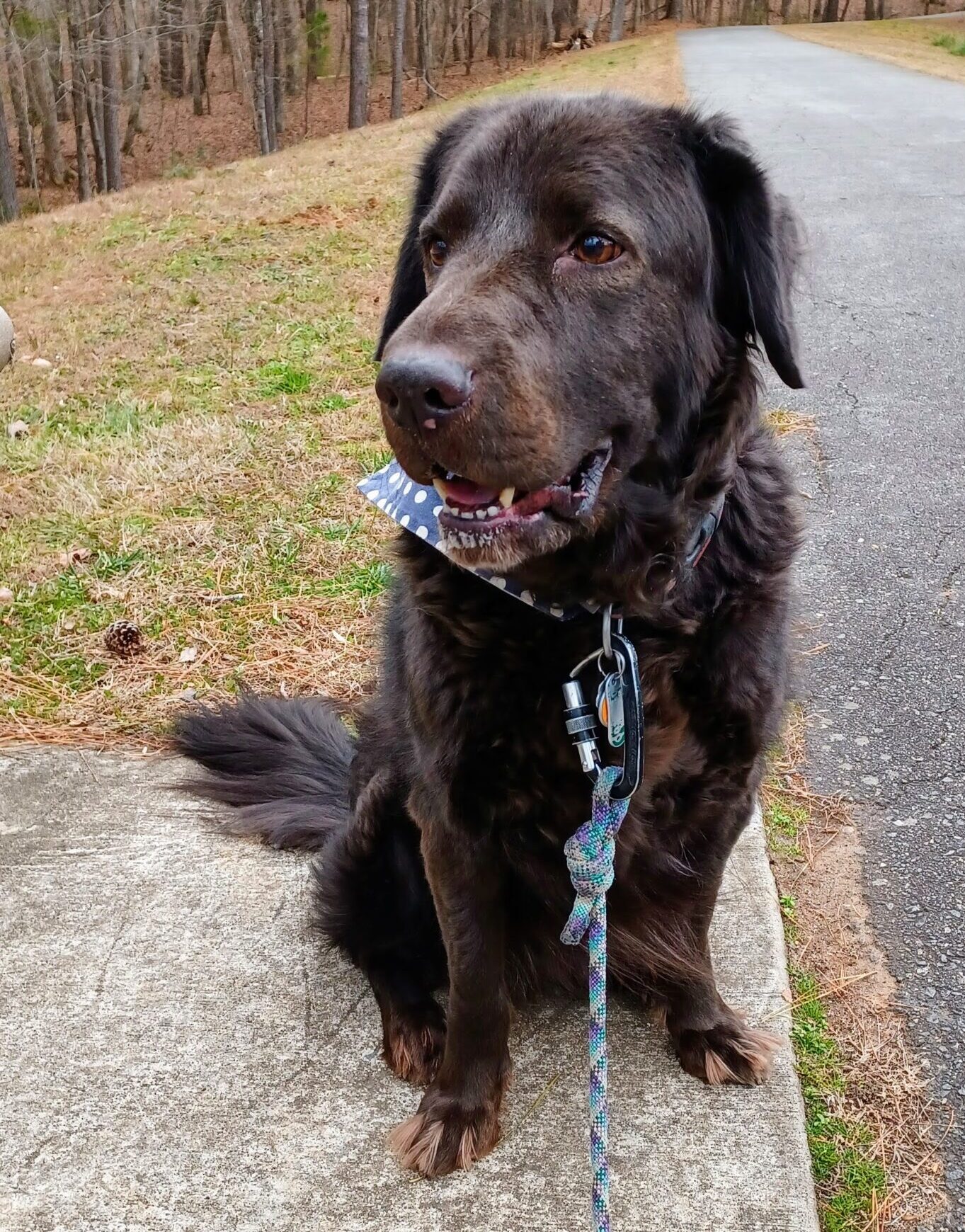 Best dog ever
