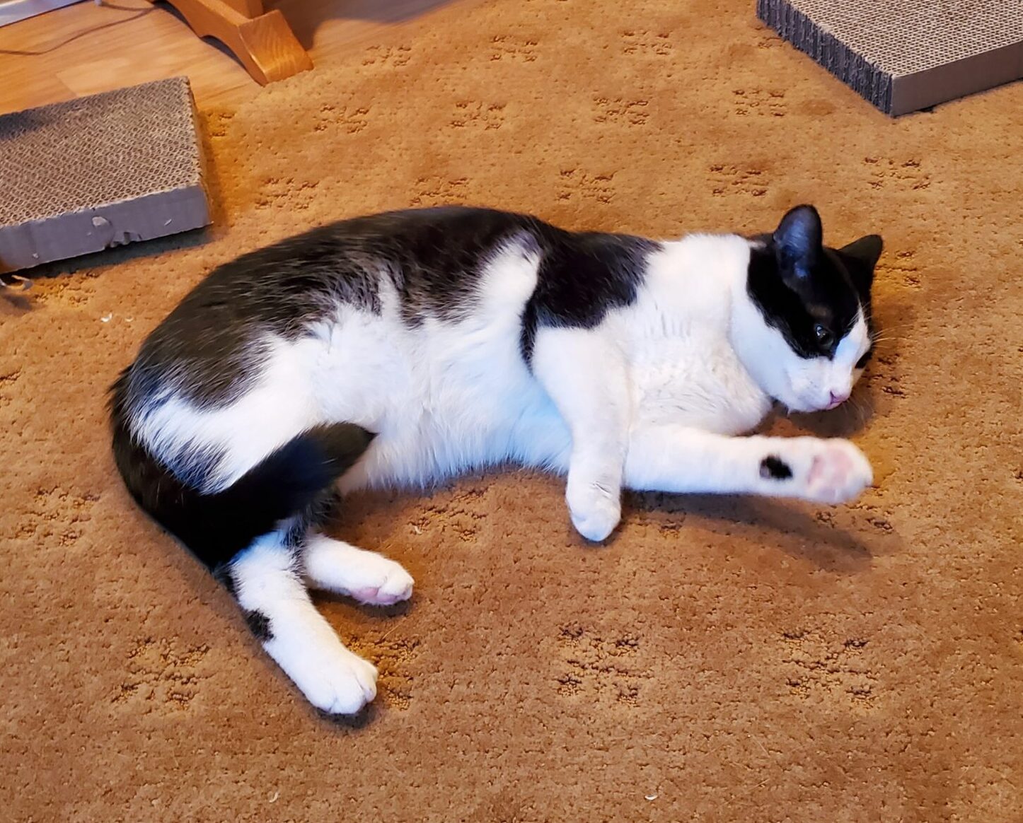 Felix the Cat