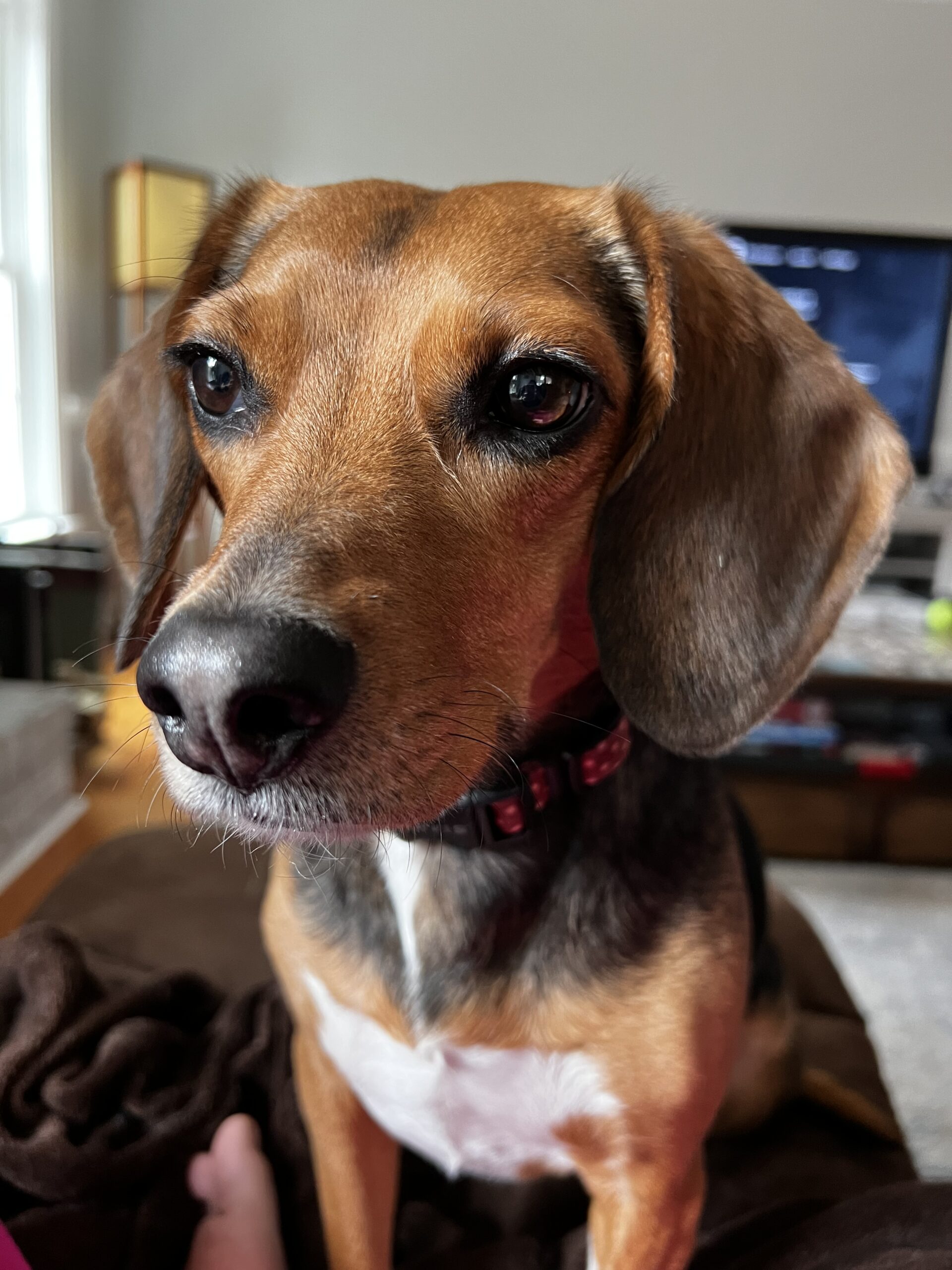 BB the Gorgeous Beagle!