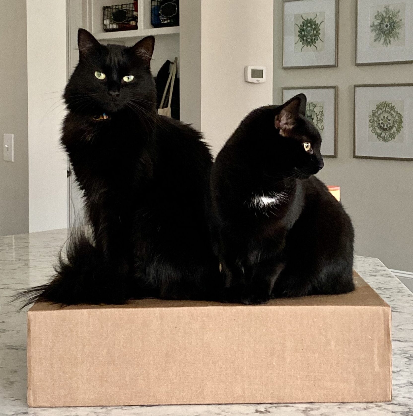 Bonded brothers