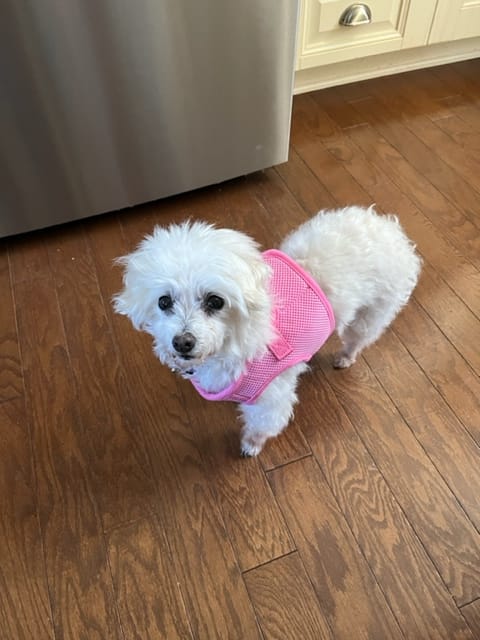 Elie, Our Maltese