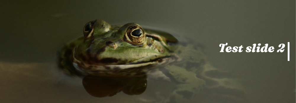 test slide 2 – 1000 x 350
