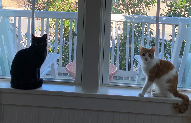 Best “Woods cats” George (Geordi) and Honey (Beverly)