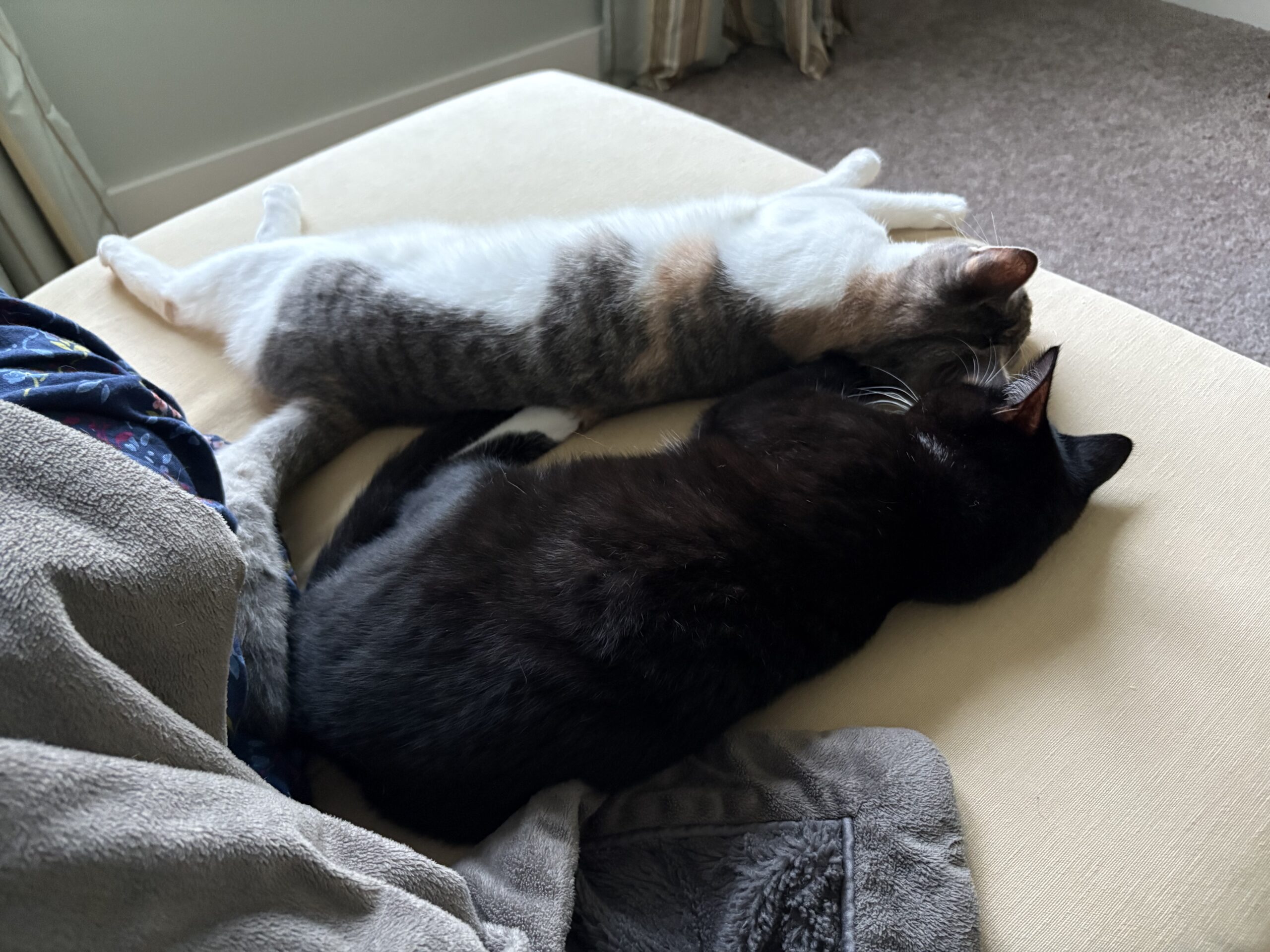 The sweetest little sibs ever