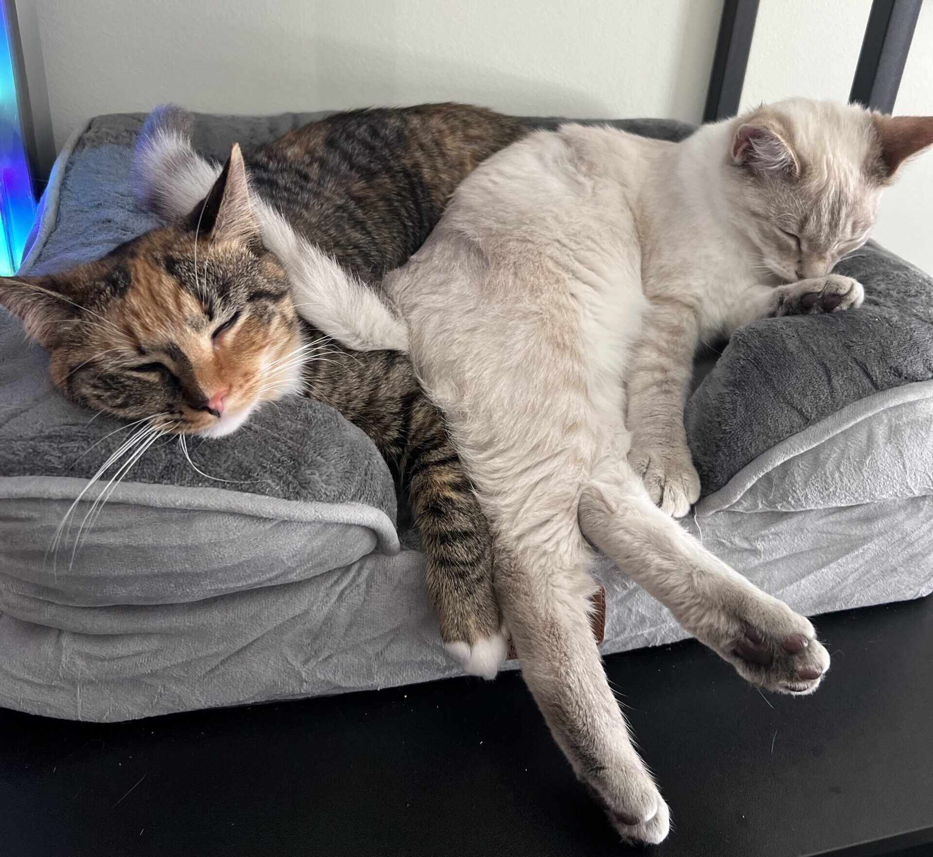 The sweetest fur babies
