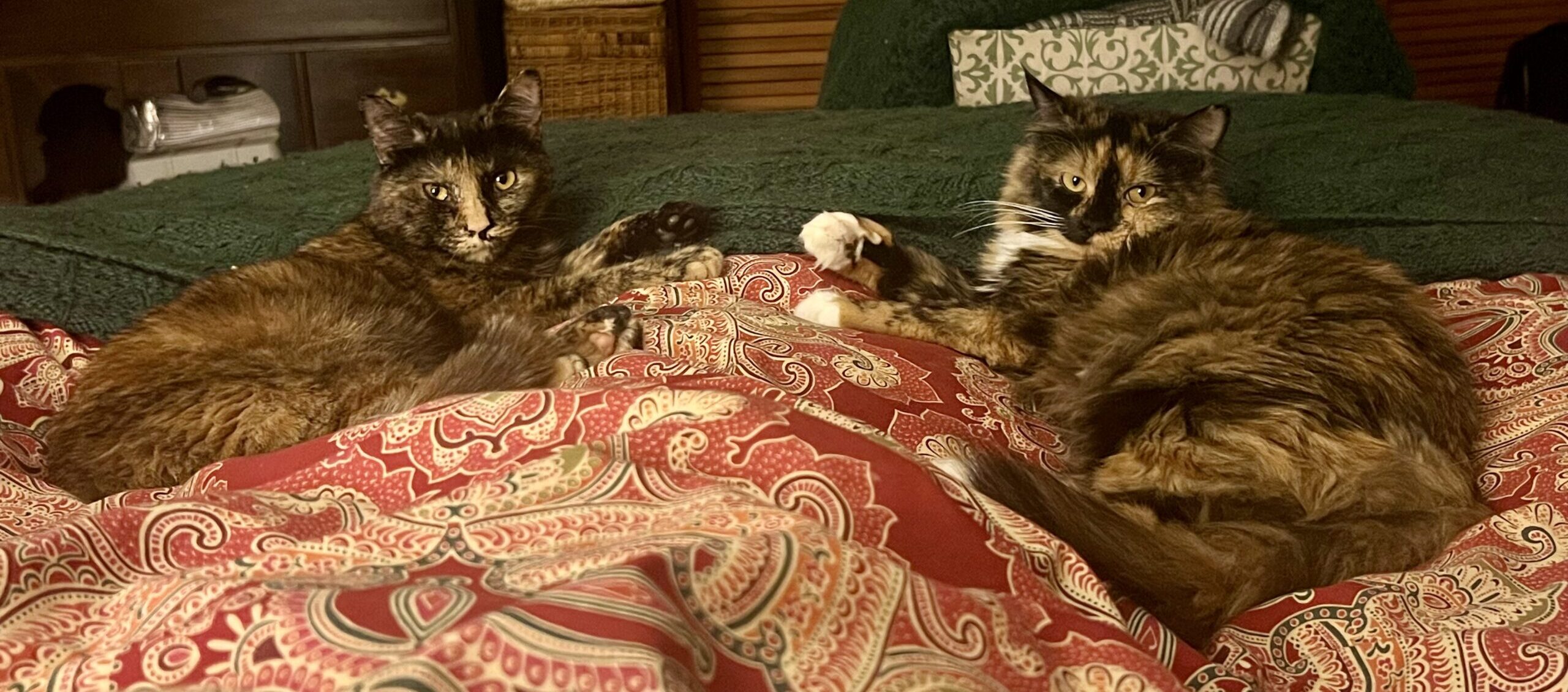 Well-traveled kitties