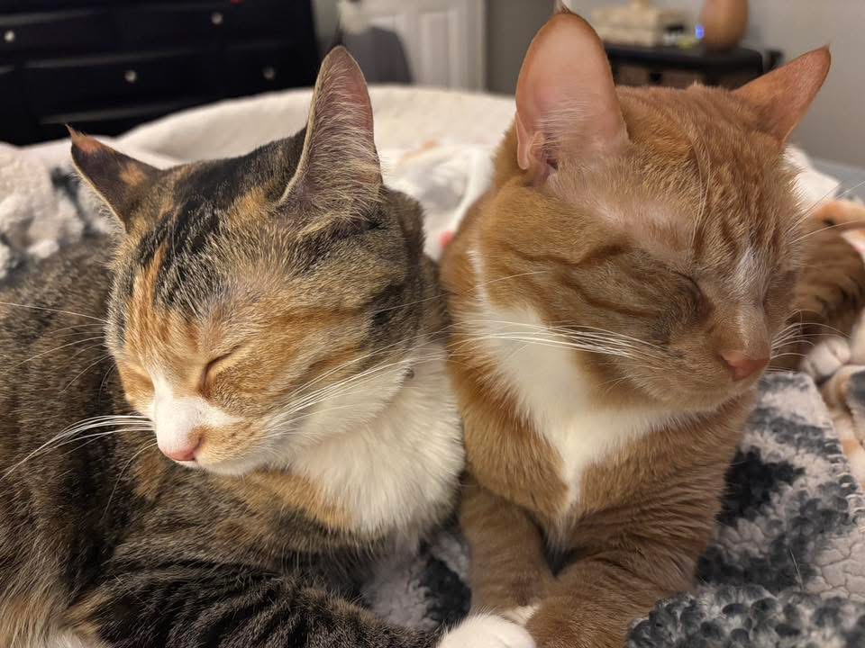 Billy and Millie LOVE