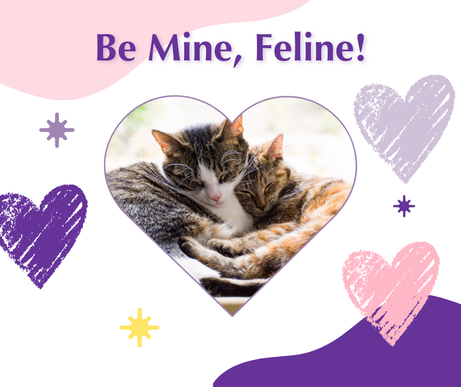 Be Mine, Feline - Cat Adoption Event