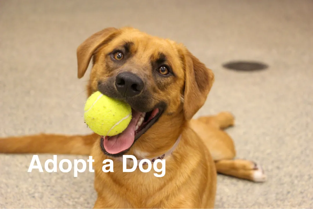 Adopt at House of Hops!