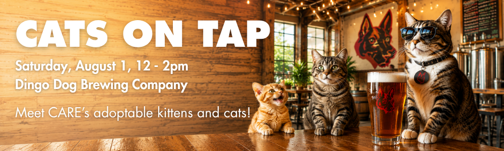 Cats on Tap website banner