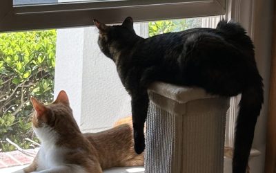 Frenchie and Doobie – BFFs