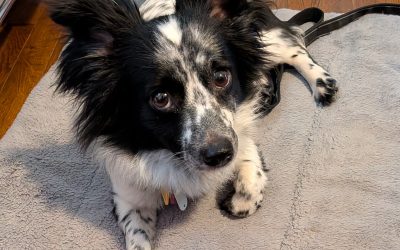 Bailey is home!