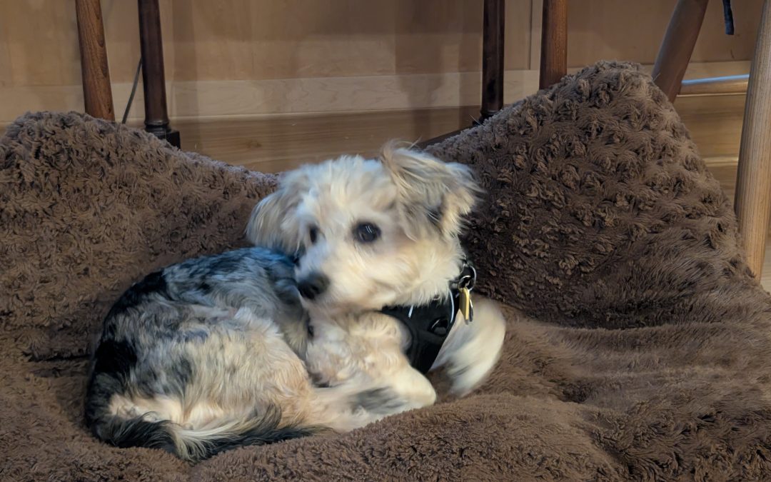 Bobby is Home!