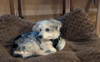 Bobby is Home!